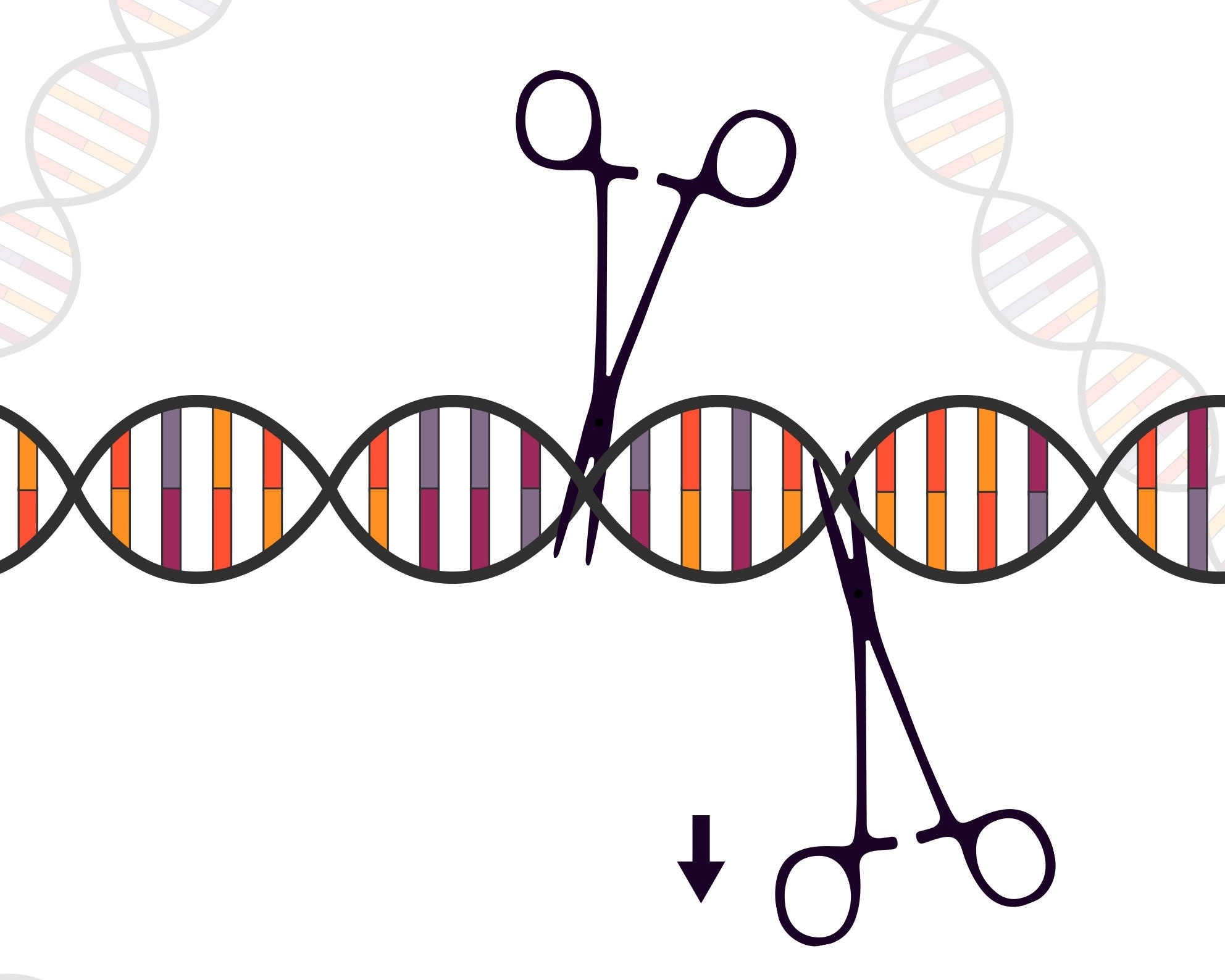 Illustration av Crispr-CAS9 