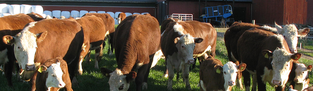 Kor på Götala nöt- och lammköttscentrum vid SLU i Skara. Foto Vanja Sandgren
