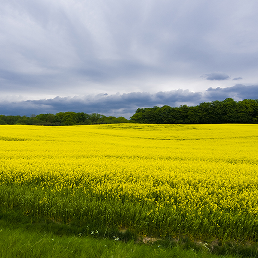 Rapsfält i Skåne. Foto: Julio Gonzalez, SLU