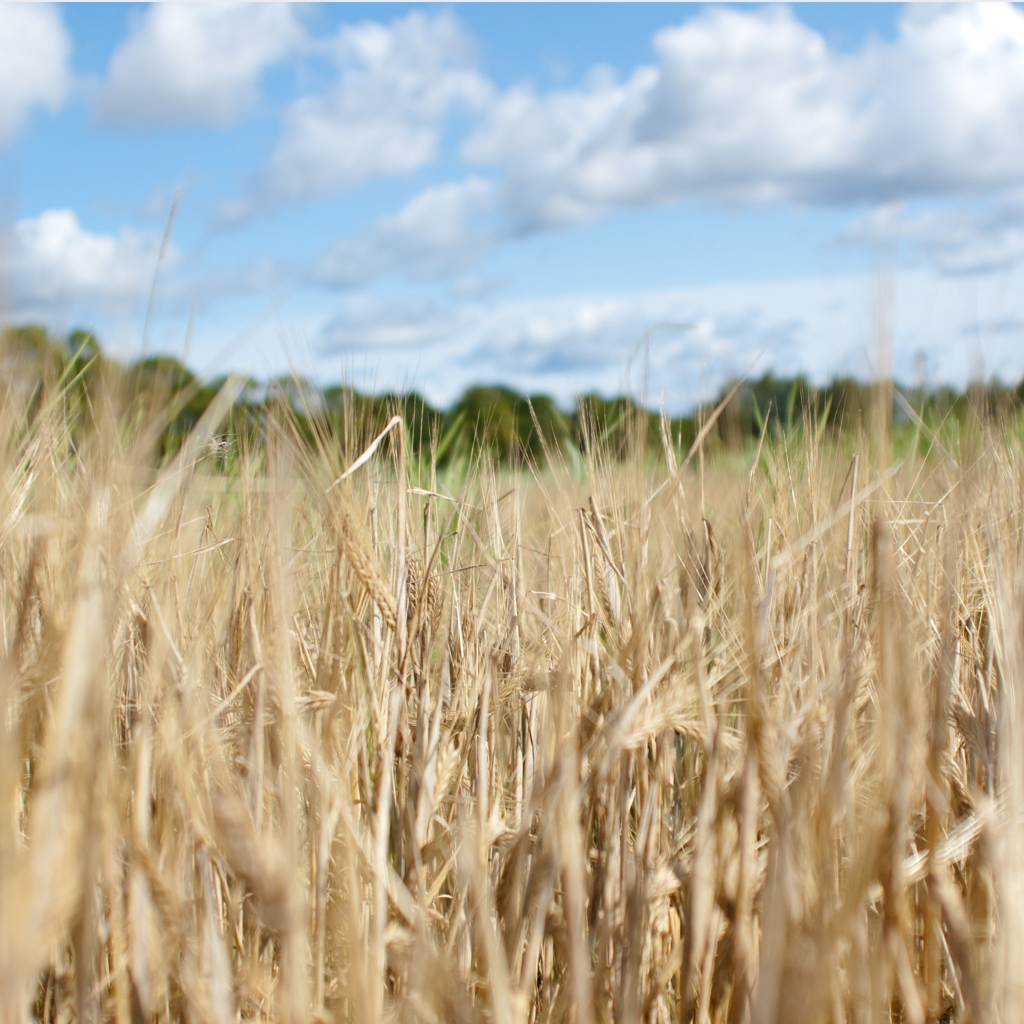 Spannmål. Foto Jenny Svennås-Gillner