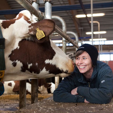 En ko nosar på en glad kvinna. Foto.