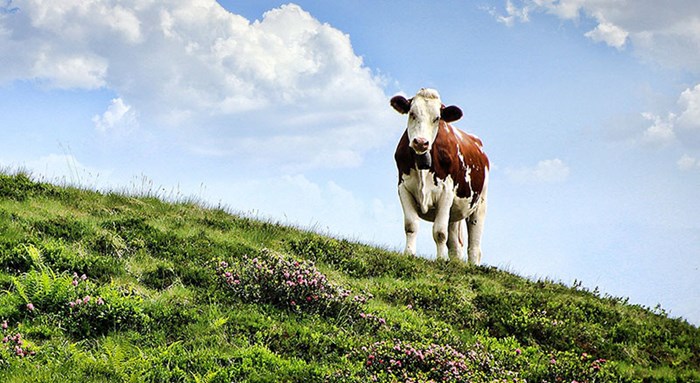 Photo of cow on a meadow.