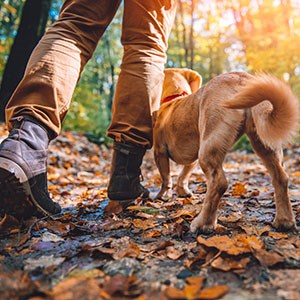 Vandrande man i en färgfylld skog på hösten i sällskap av en hund.