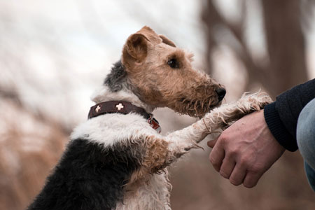 A dog putting his paw in a hand, photo.