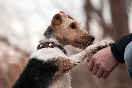 A dog putting his paw in a hand, photo.