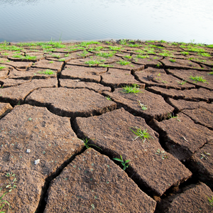 A yellow flower in cracked soil. Photo.