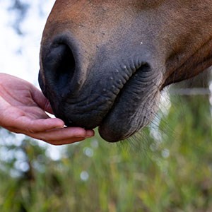 Close up of a horse mule and a hand. Photo.