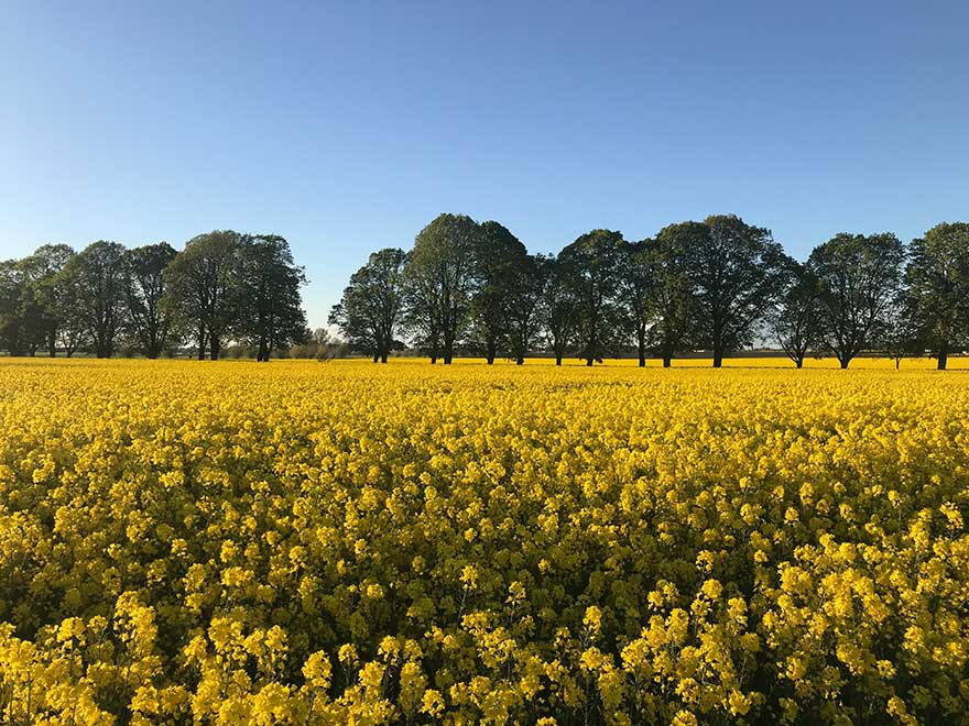Field of flowering yellow rape seed