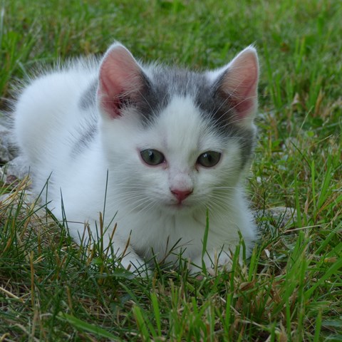 Kitten lying in the grass. Photo.
