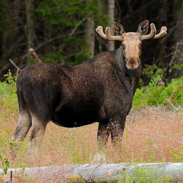 Moose in forest