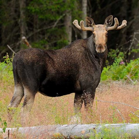 Älg i skog