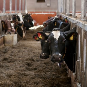 Cows in barn