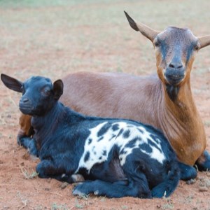 Cattle in Africa