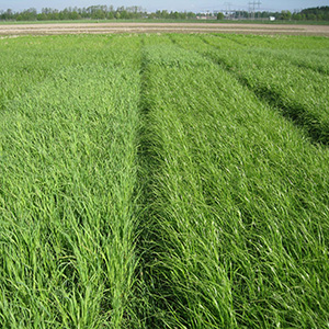 Rutor med gröna fält. Foto.