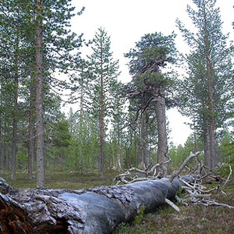 Fallen_dod_tall_300x300_Goran_Hallsby.jpg Fallen_dod_tall_300x300_Goran_Hallsby.jpg