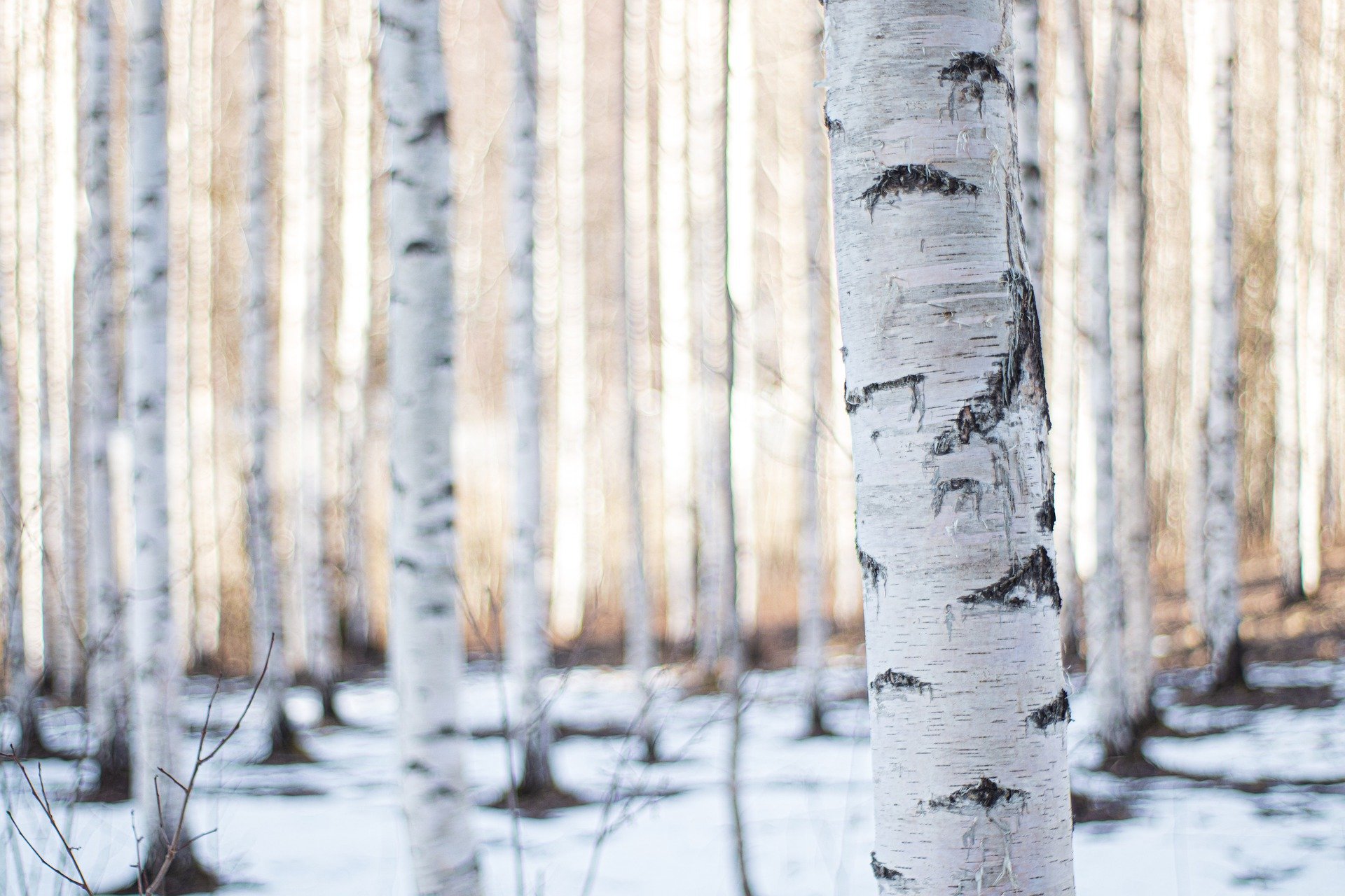 Birches in a winter landscape