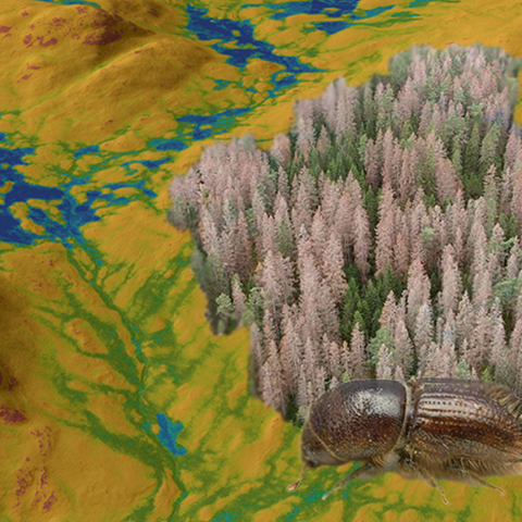 Spruce bark beetle in front of a semi-dead forest. In the background a blue and yellow map. Illustration.