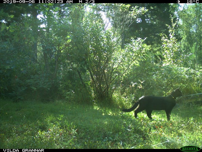  Image from camera trap: a black cat.