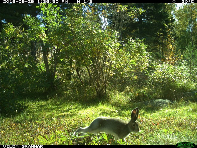 Image from camera trap in garden: hare.