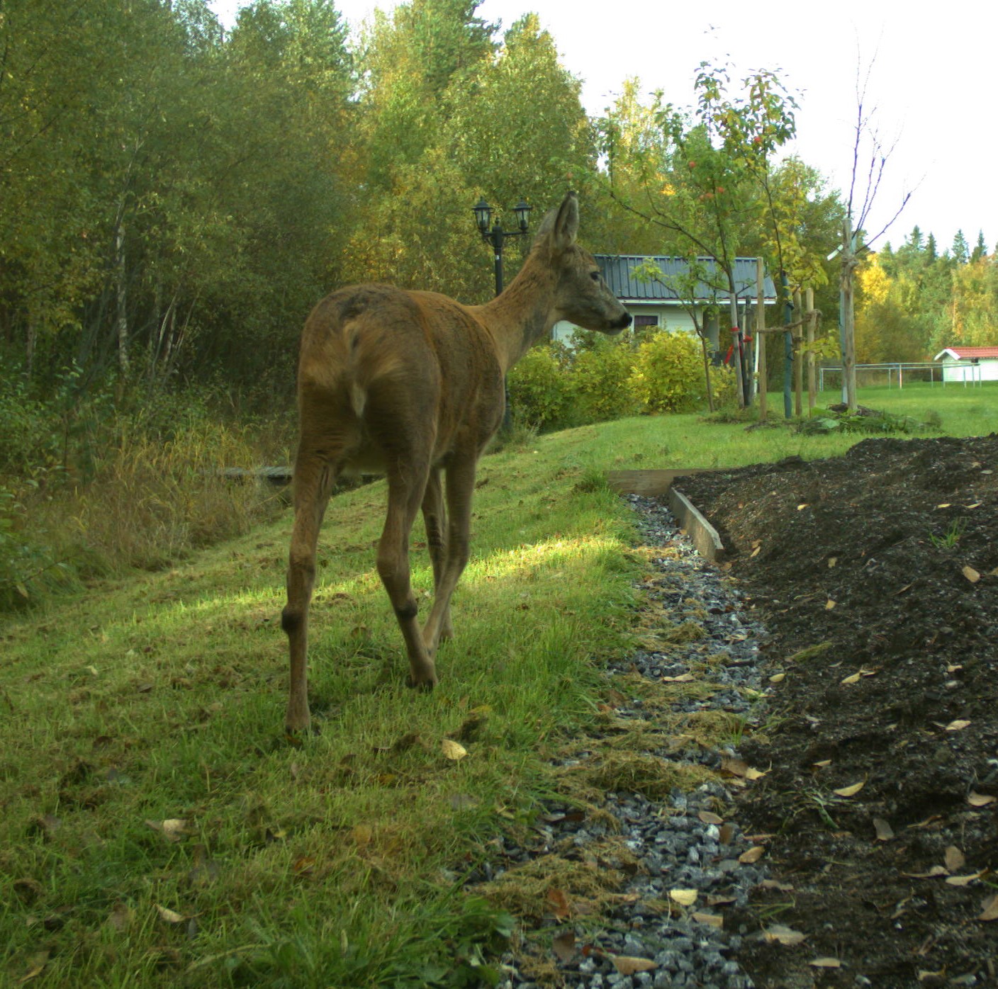 Bild från en viltkamera.
