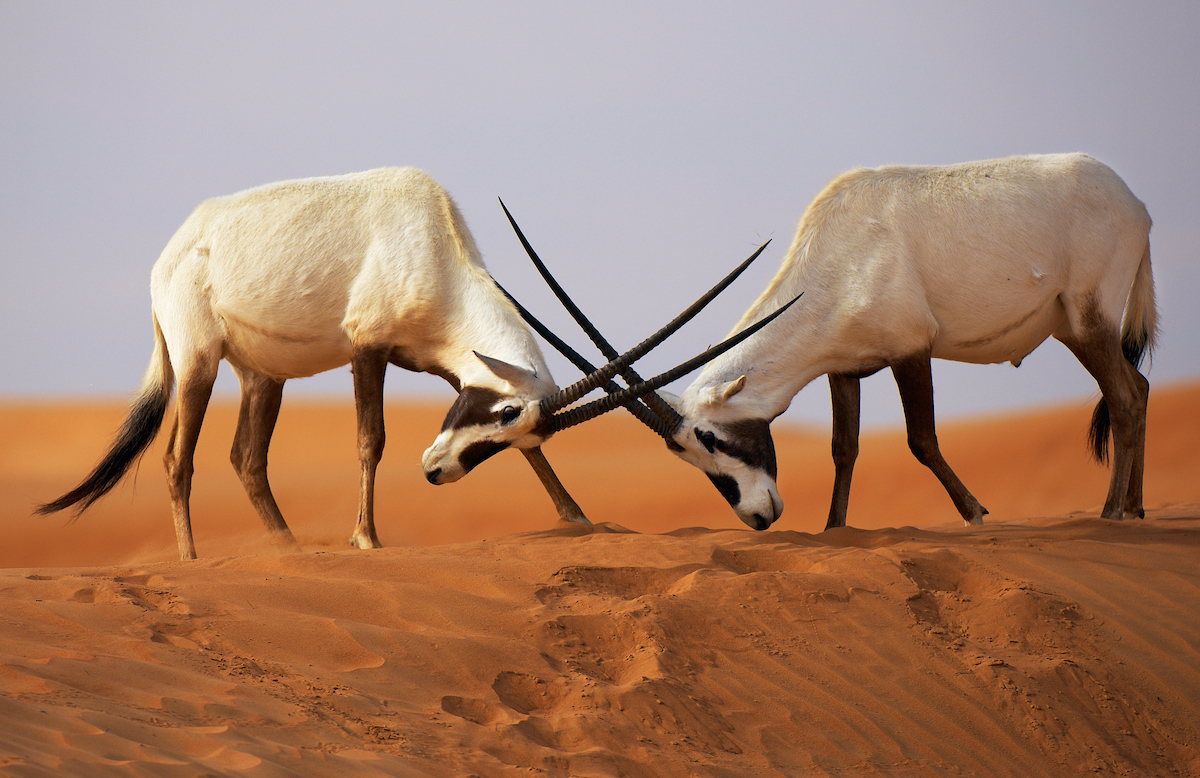 Två Arabian Oryx, Oryx leucoryx, i ett naturreservat i Dubais öken. Foto.