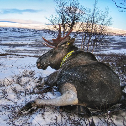 Älgtjur med gult halsband i vintrigt fjällandskap. Foto.
