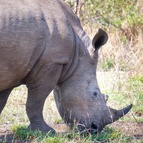 Rhino. Photo.