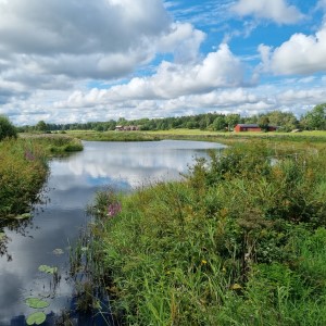 Wetland in an agricultural landscape. Photo.