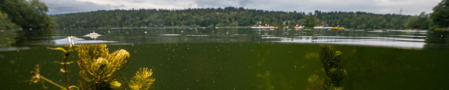 Subsurface aquatic plants in lake and surrounding landscape. Photo.