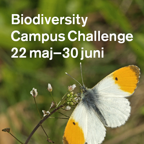 Gul-vit fjäril på kvist med knoppar. Foto