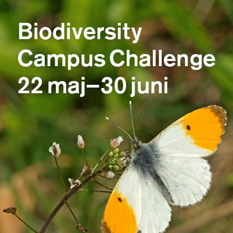 Gul-vit fjäril på kvist med knoppar. Foto