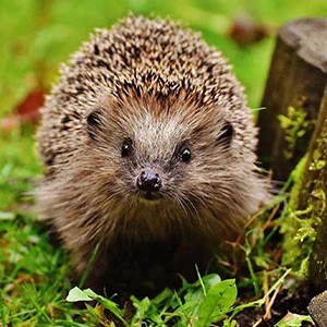 Hedgehog on grass, photo.