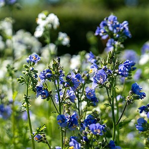 Blommande växter. Foto.