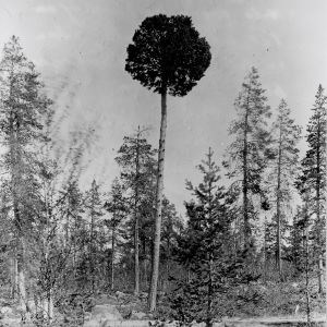 Ett träd, svartvitt foto.
