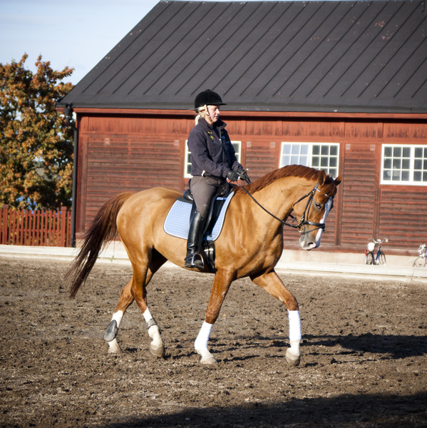 Horse with rider. Photo.