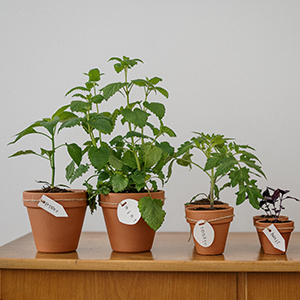 Sticklingar i kruka, foto.