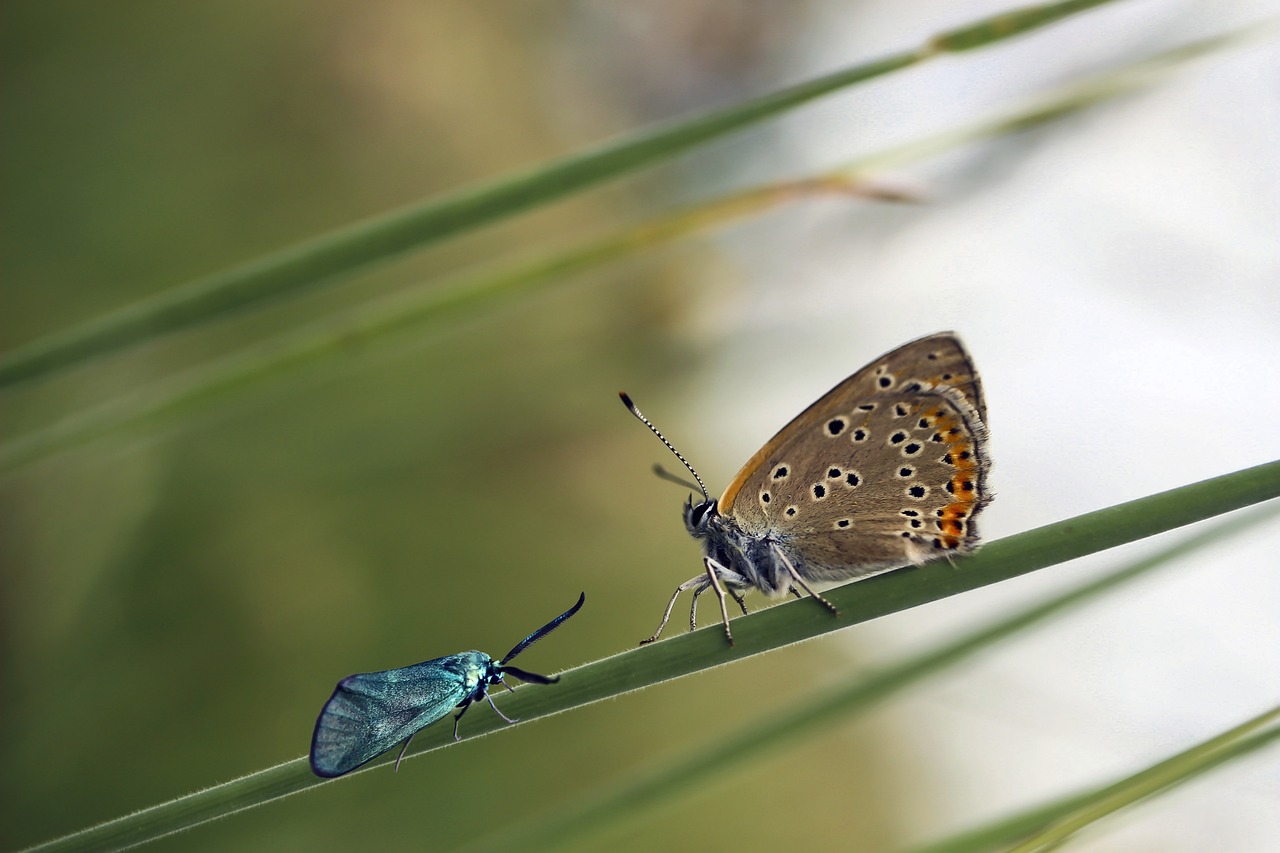 Two butterflies on a piece of grass, photo. 