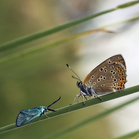 Två fjärilar på ett grässtrå, fotografi.
