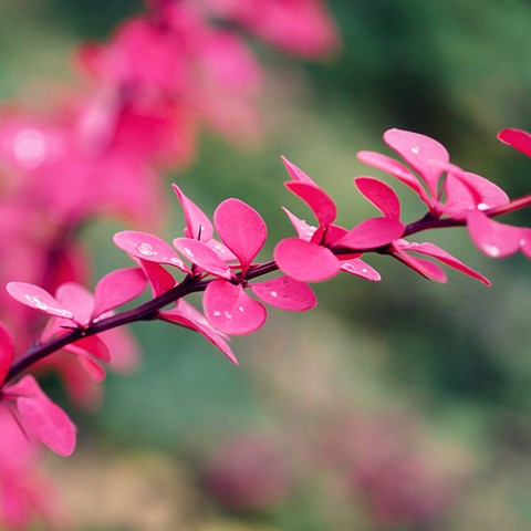En kvist med rosa blad. Foto. 