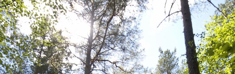 Mixed forest and sunny sky. Photo.