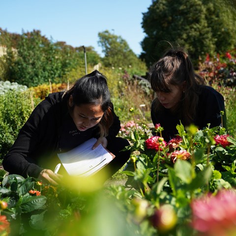 Studenter som studerar växter 