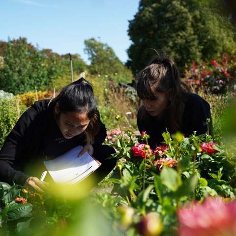 Students studying plants