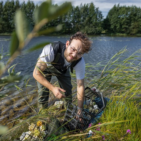 A person wearing waders stands at the water's edge handling crayfish traps filled with small tubes, with a lake and trees in the background.
