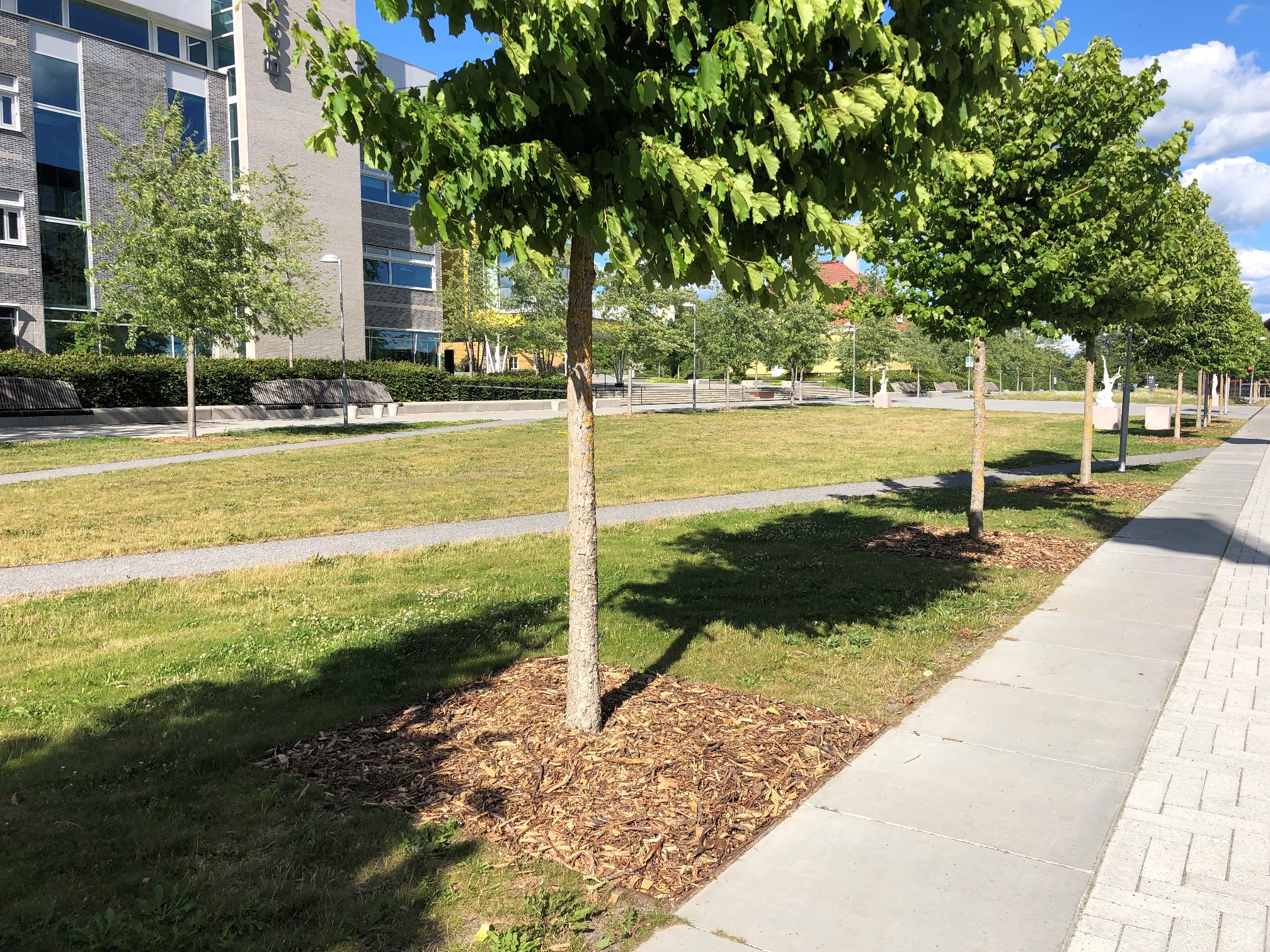 trees with wood chips at campus