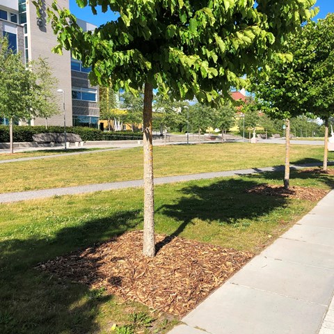 träd med flis på campus