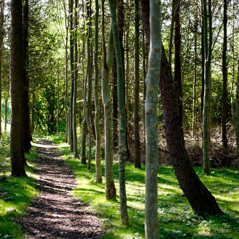 Path among trees