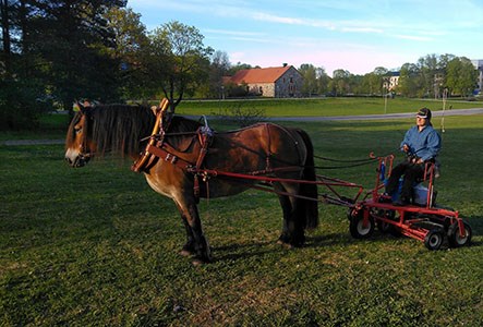 Horse as lawn mower at Ultuna