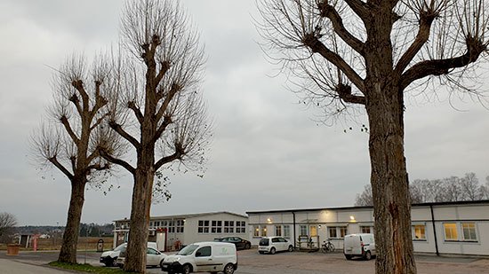 Popplarna på Ultuna, foto.