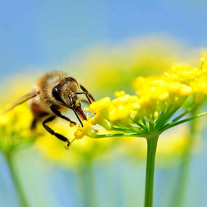 Flower with bee