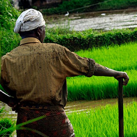 Äldre man med käpp tittar ut över ett risfält.